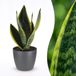 Green boutiQ Sansevieria Future Superb Vrouwentong - 1 Plant - Pot 12cm - 35cm Hoog