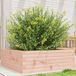 Maison Exclusive - Jardinière 70x70x23 cm en bois massif de Douglas