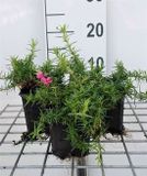 GRDplanten Groendecor Tuinarchitectuur 6x Vlambloem - Phlox (s) 'Atropurpurea' | 9x9 cm pot