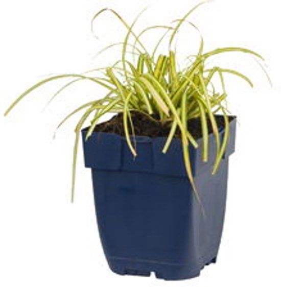 Griffioen - Carex oshimensis 'Evergold'