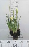 GRDplanten Groendecor Tuinarchitectuur 6x Baardloze iris - Iris sib. 'Butter And Sugar' | 9x9 cm pot