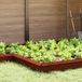 Barrière anti-limaces 13,5 x 13,5 x 25 cm acier résistant aux intempéries couleur rouille