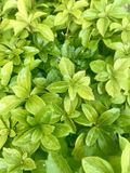 GRDplanten Groendecor Tuinarchitectuur 12x Schaduwkruid - Pachysandra terminalis | 9x9 cm pot