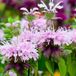 Arborix Monarda 6 x Monarda 'Beauty Of Cobham ' - Bergamotplant pot 9x9cm - Rijkbloeiend, aantrekkelijk voor bijen