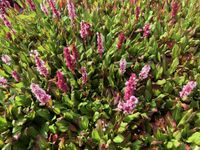 Groendecor Tuinarchitectuur 6x Renouée - Persicaria aff. 'Kabouter' | pot de 9x9 cm