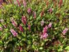 Groendecor Tuinarchitectuur 6x Renouée - Persicaria aff. 'Kabouter' | pot de 9x9 cm