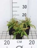 GRDplanten Groendecor Tuinarchitectuur 6x Schildvaren, Geschubde Mannetjes Varen, Goudschubvaren, Geschubde Niervaren - Dryopteris aff. 'Cristata' ( aff. 'the king') | 9x9 cm pot
