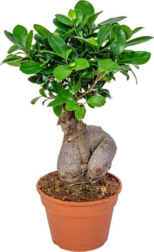 Ficus 'Ginseng' Bonsai Boompje - Kamerplant - 35 cm