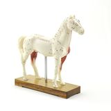 HeineScientific acupunctuurmodel paard