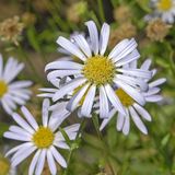 Arborix Bol 6 x Kalimeris Incisa - Zomeraster pot 9x9cm