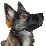 Kerbl Pet Nylon muilkorf S, zwart 14-20 cm/6,5 cm