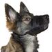 Kerbl Pet Nylon muilkorf S, zwart 14-20 cm/6,5 cm