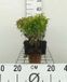 Groendecor Tuinarchitectuur 12x Cornouiller du Canada, Cornouiller nain du Canada - Cornus ser. 'Kelsey's Dwarf' ('kelseyi') | pot de 9x9 cm