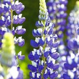 Arborix Lupinus 6 x Lupinus 'The Governor' - Lupine pot 9x9cm