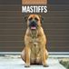Mastiffs - Mastiff 2027 - 16-Monatskalender