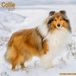 Avonside Schotse Herder Kalender 2027 Wandkalender