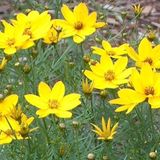 Arborix Coreopsis 6 x Coreopsis Verticillata 'Zagreb' - Meisjesogen pot 9x9cm - Goudgele bloemen