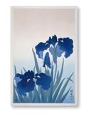 Close Up Ohara Koson Poster | Irises - Iris Flower - Irissen | Ontstaan rond 1925-36 | Japanse vintage poster | Ukiyoe | 61 x 91,5 cm