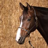 Harry's Horse Halster leder Elegance PONY bruin