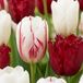 Green boutiQ - 30x Tulipa Dutch Design - Roze en Wit