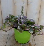 Warentuin natuurlijk Zenegroen Ajuga bont Warentuin Natuurlijk 3 stuks