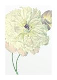 Komar Muurfoto | Illustratie Dahlia | Poster, Afbeelding, Woonkamer, Slaapkamer, Decoratie, Kunstdruk | zonder lijst | P063-50x70 | Maat: 50 x 70 cm (breedte x hoogte), Wit, Lilla, Groen