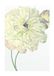 Komar Muurfoto | Illustratie Dahlia | Poster, Afbeelding, Woonkamer, Slaapkamer, Decoratie, Kunstdruk | zonder lijst | P063-50x70 | Maat: 50 x 70 cm (breedte x hoogte), Wit, Lilla, Groen