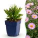 Green boutiQ Vasteplant Aster Wood's Pink - Roze - 24 Planten