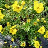 Arborix Potentilla Fruticosa 'Goldteppich' - Ganzerik|Vijfvingerkruid 25-30 cm in pot
