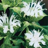 Arborix Bol 6 x Monarda 'Schneewittchen' - Bergamotplant pot 9x9cm