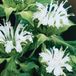 Arborix Bol 6 x Monarda 'Schneewittchen' - Bergamotplant pot 9x9cm