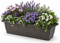 PLASTICFORTE Plantenbak - antraciet - rechthoekig - 60 x 20 x 16 cm