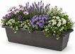 PLASTICFORTE Plantenbak - antraciet - rechthoekig - 60 x 20 x 16 cm