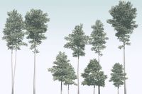 Komar Fotobehang - Pines 400x280cm - Vliesbehang