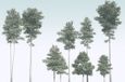 Komar Fotobehang - Pines 400x280cm - Vliesbehang