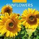 Red Robin Sunflowers Kalender 2027 Wandkalender