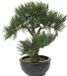 Bellatio Flowers & Plants Kunstplant Bonsai boompje - Pinus Deniflora - kunst kamerplant - 33 cm