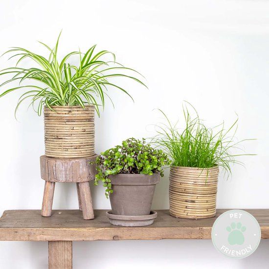 3x Huisdiervriendelijk Mix - Cyperus - Chlorophytum - Callisia - Kamerplant - Ø12 cm