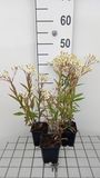 GRDplanten Aster 6x Aster umbellatus 'Weisser Schirm' | 9x9 cm pot
