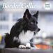 Magnet & Steel Border Collie Kalender 2027 Deluxe Wandkalender