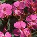 Arborix Geranium 6 x Geranium Macrorrhizum 'Czakor' - Ooievaarsbek pot 9x9cm - Bodembedekker