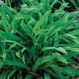 GRDplanten Groendecor Tuinarchitectuur 6x Zegge - Carex plantaginea | 9x9 cm pot