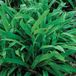 GRDplanten Groendecor Tuinarchitectuur 6x Zegge - Carex plantaginea | 9x9 cm pot