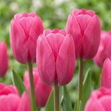 Green boutiQ - 120x Tulipa Triumph Pink
