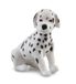 Collecta chiot dalmate