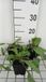 GRDplanten Groendecor Tuinarchitectuur 6x Veldsalie - Salvia prat. 'Twilight Serenade' | 9x9 cm pot