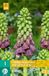 JUB - Fritillaria persica purple favorite