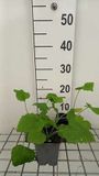 GRDplanten Groendecor Tuinarchitectuur 6x Lunaria - Lunaria rediviva | 9x9 cm pot