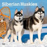 Siberian BrownTrout Publishers Siberian Huskies - Siberian Husky 2027 - 16-Monatskalender