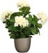 Mica Decorations Hortensia plante artificielle/fleurs artificielles 45 cm - blanc - en pot taupe mat - Plante d'intérieur artificielle